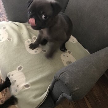 Pure bred pug femal puppy 