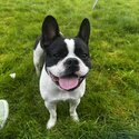 French Bulldog for Adoption -0