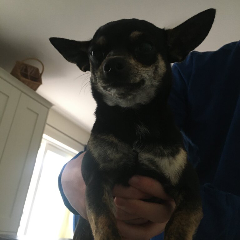 Male chihuahua 