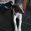 Lurcher collie male-3