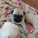 Purebred pug pups-1