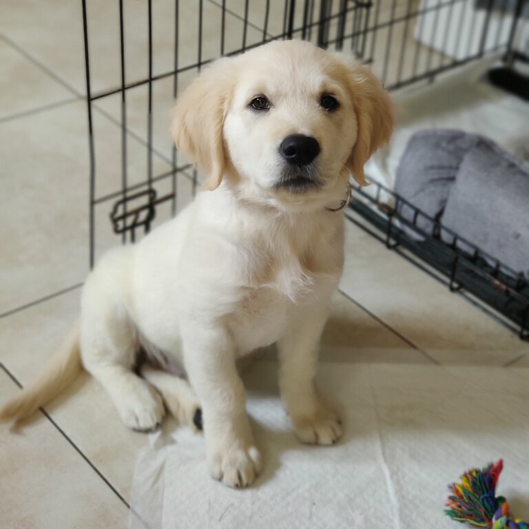 Golden retriever puppy 