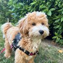 Gorgeous 6 month Maltipoo-1