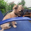 I am selling a chuawa and terrier mixed dog,he looks like a chuawa but has a terriers coat-0