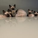 Sphynx kittens-0