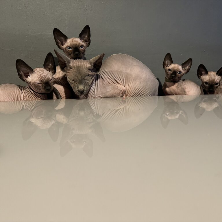 Sphynx kittens