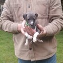 Italian greyhound pups-5