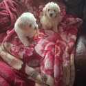 Cavachon maltipoo cross-1