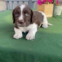 Springer Spaniel Pups-5