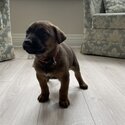 Belgian Malinois x Great Dane puppie-0