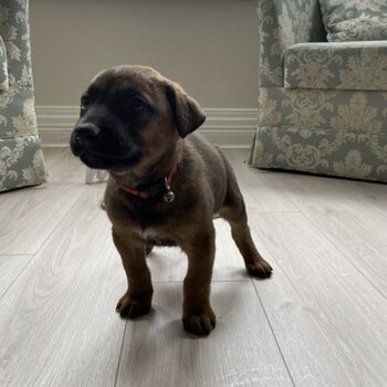 Belgian Malinois x Great Dane puppie