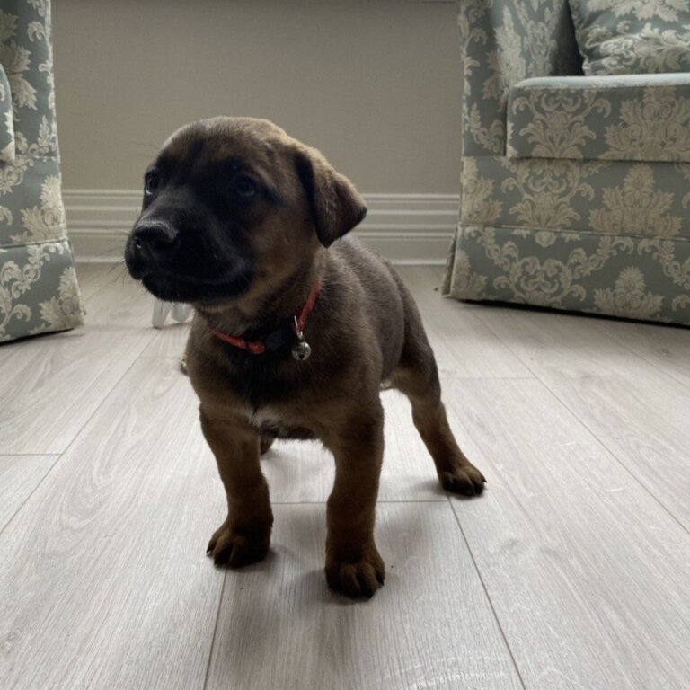 Belgian Malinois x Great Dane puppie