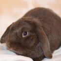 Chocolate mini lop buck -1