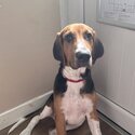 Beagle for sale -0