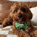 Cavapoo for sale-1