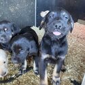 6 Stunning Labrador/ Golden Retriever Pups-3