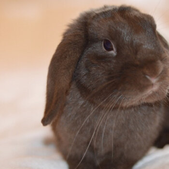 Chocolate mini lop buck 