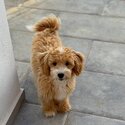 Gorgeous 6 month Maltipoo-2