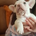 2 beautiful Frenchys, 8 weeks old. White male, ilaic bitch-3