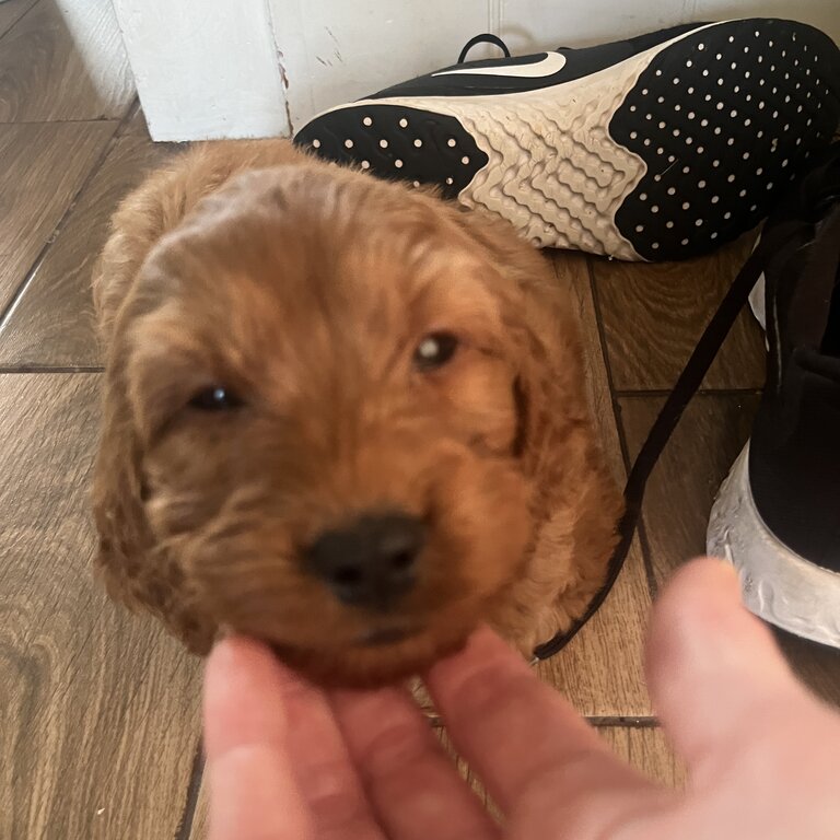 Beautiful Cavapoo Puppy