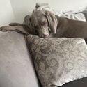 Weimaraner -4