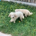 Dogs. Male and female cockapoos for sale -2