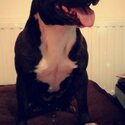 Staffy in need of new home -0