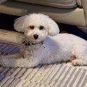 Beautiful Bichon Frise for sale-0