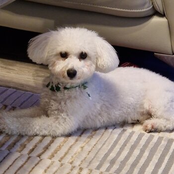 Beautiful Bichon Frise for sale