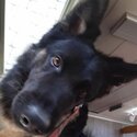 6 month old German Shepherd, Very friendly with family and kids-0