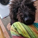 Labradoodle for sale -0