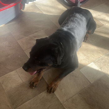 Rottweiler needs loving home