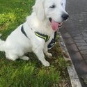 Beautiful Cream Golden Retriever for adoption. Will only go to a loving home.-3