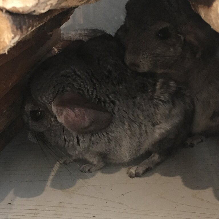 Chinchillas for sale 