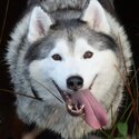 Male Siberian Husky looking for new secure home-2