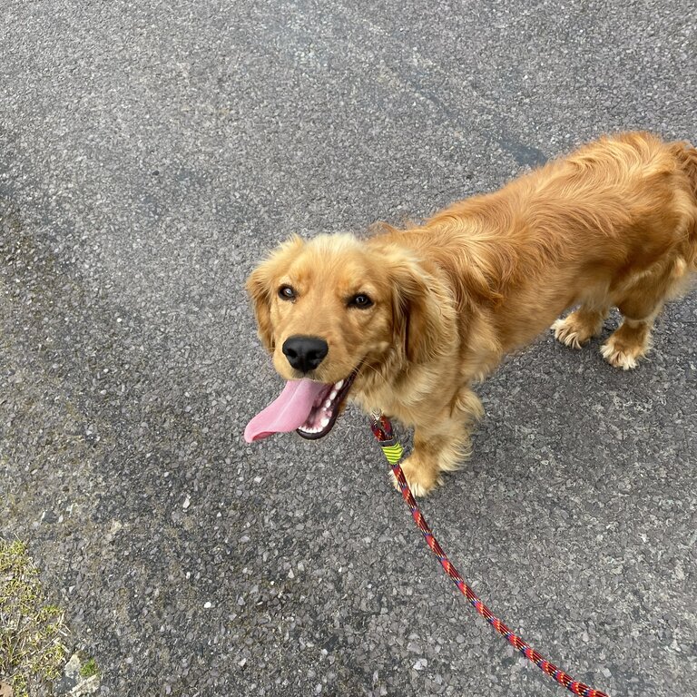 1 year old Cockapoo 