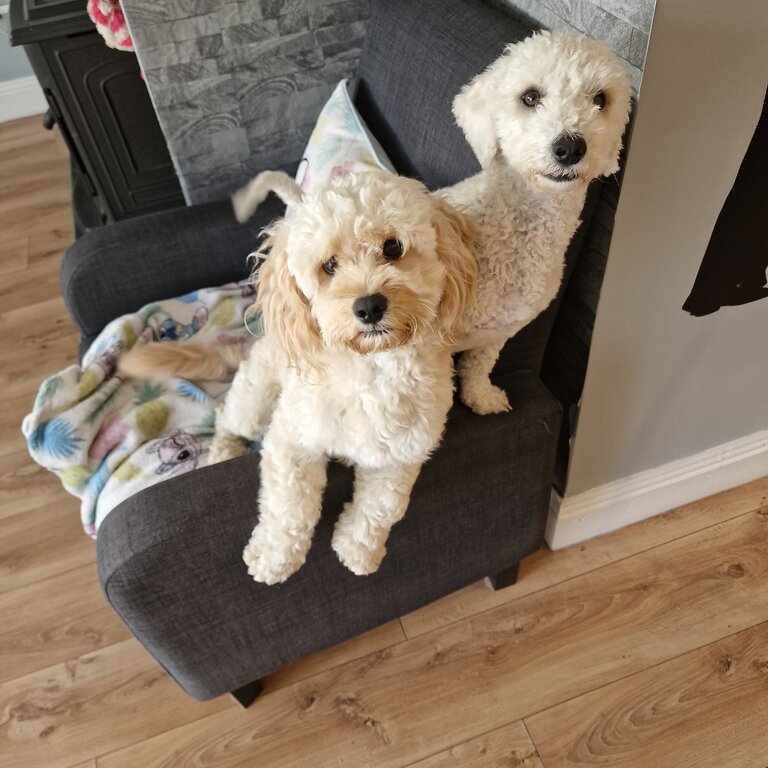 2 beautiful King charles/Bichon male and female dogs 