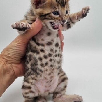 Cute Bengal kittens Available