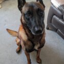 Belgian Malinois - For Rehoming-1