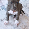 Grey American bully cross staffy -2