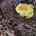 South American Horned Frog -3