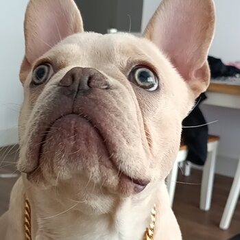 8 month old French bulldog 