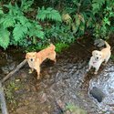 2 female golden retrievers for sale-1