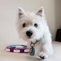 Adorable Westie Puppies available -5