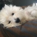 Adorable Westie Puppies available -4