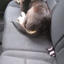 Gorgeous 7-month old microchipped Beagle/springer cross (male)-3