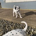 Dalmatian pups for sale-0