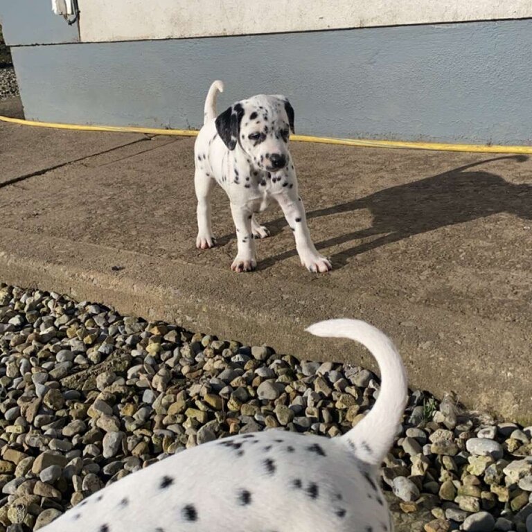 Dalmatian pups for sale