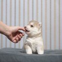 Available little Siberian husky hamsters! Pedigree FCI, tested.  1 girl and 2 boys fawn-white Oct 30-0