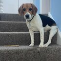 Beagle - 1 year old Male for sale/adoption-2